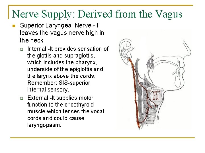 Nerve Supply: Derived from the Vagus n Superior Laryngeal Nerve -It leaves the vagus