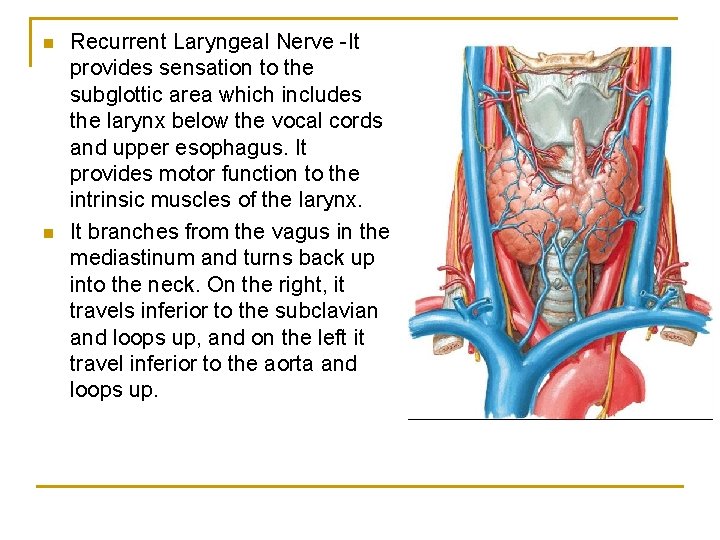 n n Recurrent Laryngeal Nerve -It provides sensation to the subglottic area which includes