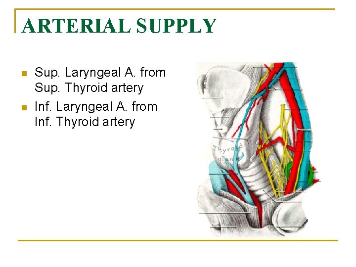 ARTERIAL SUPPLY n n Sup. Laryngeal A. from Sup. Thyroid artery Inf. Laryngeal A.