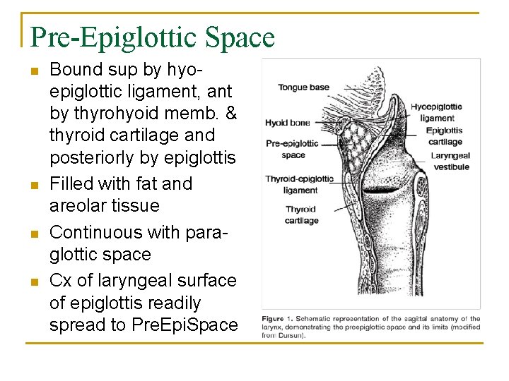 Pre-Epiglottic Space n n Bound sup by hyoepiglottic ligament, ant by thyrohyoid memb. &