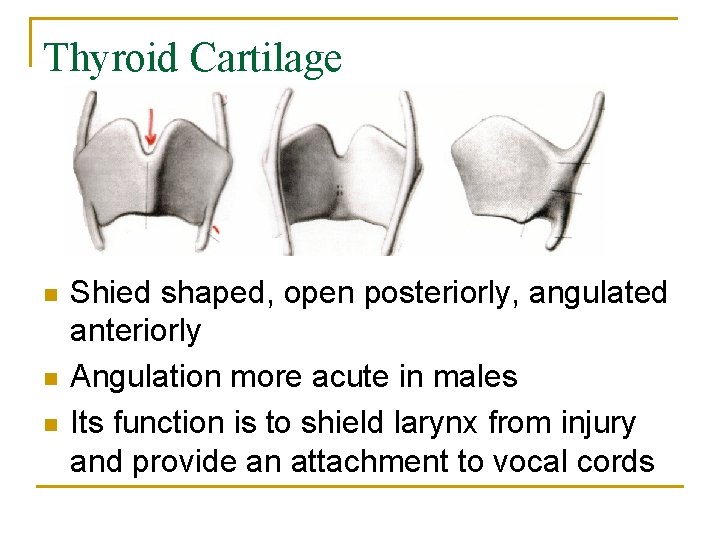 Thyroid Cartilage n n n Shied shaped, open posteriorly, angulated anteriorly Angulation more acute