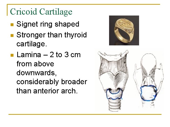 Cricoid Cartilage n n n Signet ring shaped Stronger than thyroid cartilage. Lamina –