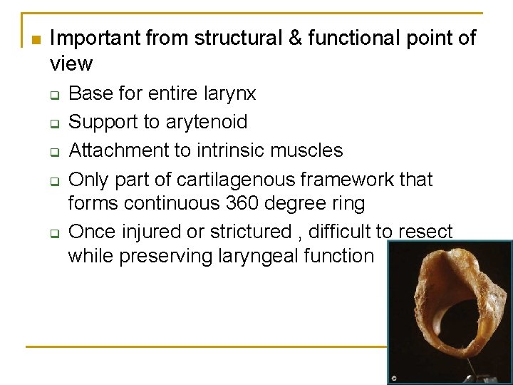 n Important from structural & functional point of view q q q Base for