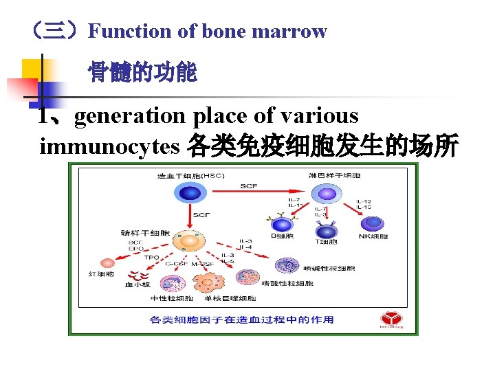 （三）Function of bone marrow 骨髓的功能 1、generation place of various immunocytes 各类免疫细胞发生的场所 