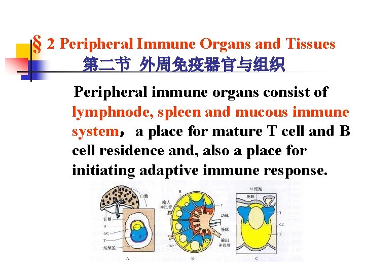 § 2 Peripheral Immune Organs and Tissues 第二节 外周免疫器官与组织 Peripheral immune organs consist of