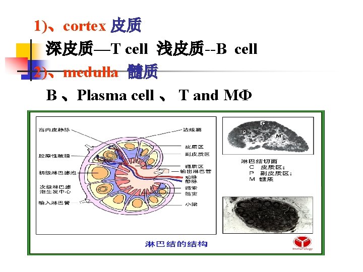 1)、cortex 皮质 深皮质—T cell 浅皮质--B cell 2)、medulla 髓质 B 、Plasma cell 、 T and