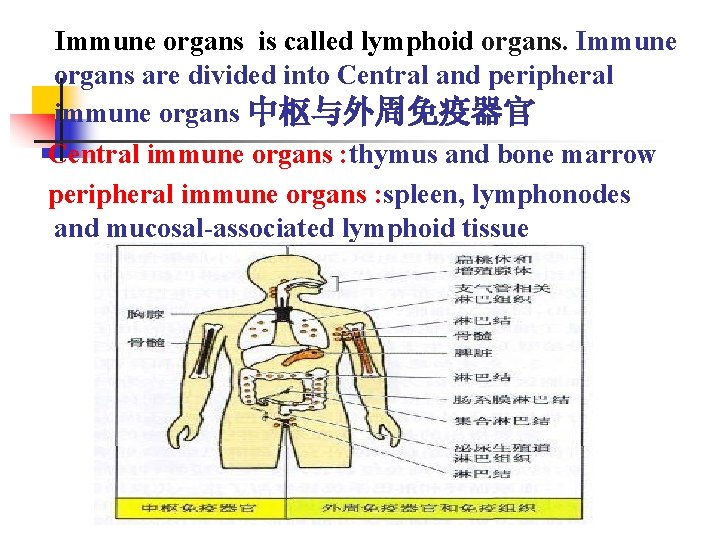 Immune organs is called lymphoid organs. Immune organs are divided into Central and peripheral