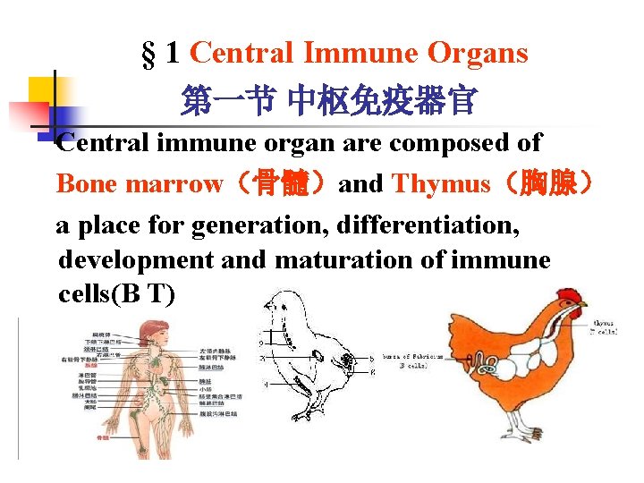 § 1 Central Immune Organs 第一节 中枢免疫器官 Central immune organ are composed of Bone