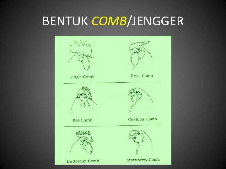 BENTUK COMB/JENGGER 