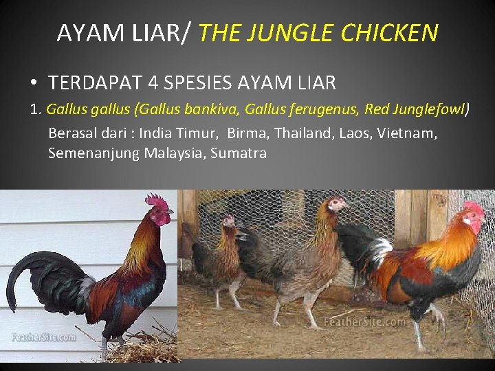 AYAM LIAR/ THE JUNGLE CHICKEN • TERDAPAT 4 SPESIES AYAM LIAR 1. Gallus gallus