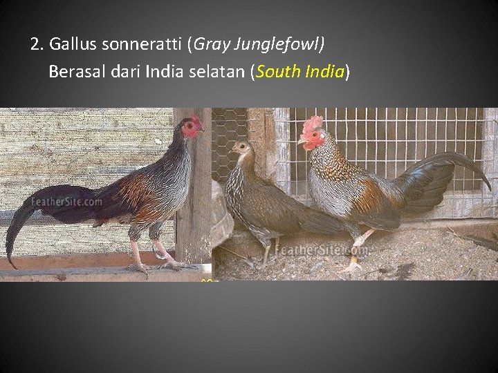 2. Gallus sonneratti (Gray Junglefowl) Berasal dari India selatan (South India) 