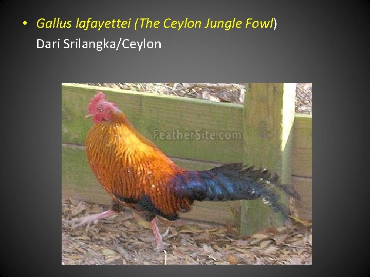  • Gallus lafayettei (The Ceylon Jungle Fowl) Dari Srilangka/Ceylon 