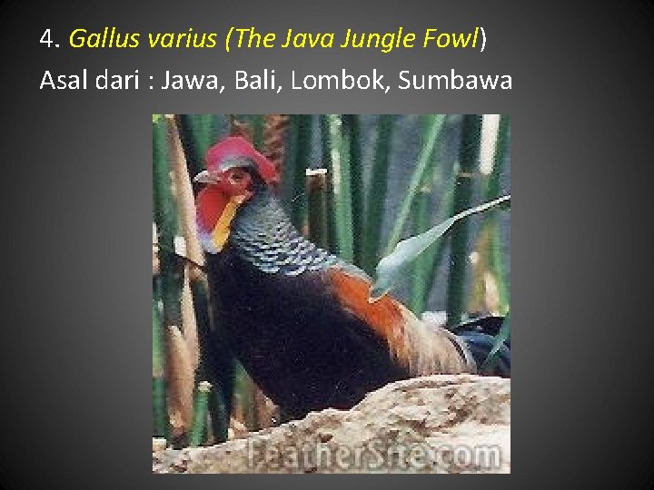 4. Gallus varius (The Java Jungle Fowl) Asal dari : Jawa, Bali, Lombok, Sumbawa