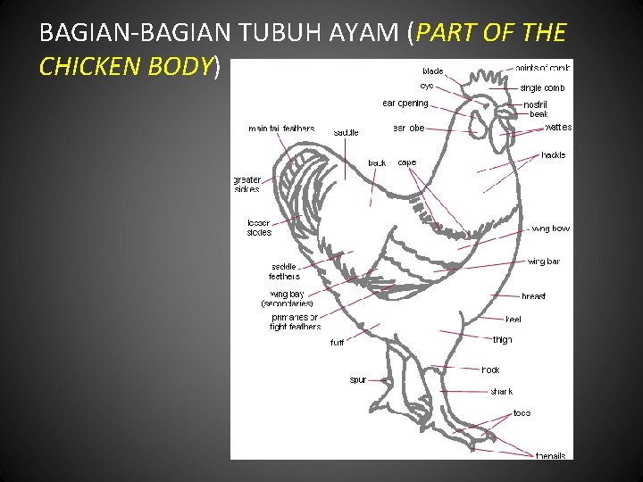 BAGIAN-BAGIAN TUBUH AYAM (PART OF THE CHICKEN BODY) 