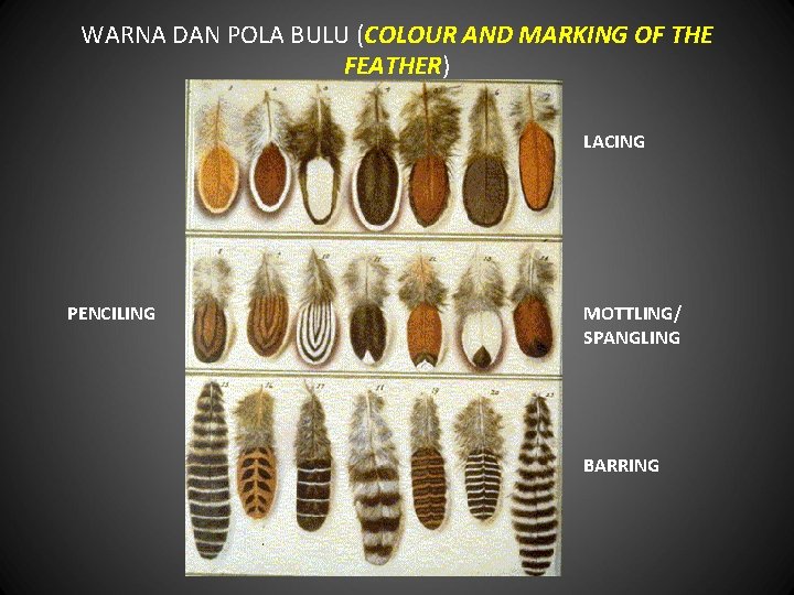 WARNA DAN POLA BULU (COLOUR AND MARKING OF THE FEATHER) LACING PENCILING MOTTLING/ SPANGLING