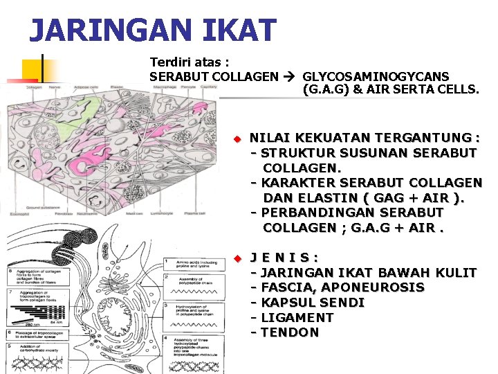 JARINGAN IKAT Terdiri atas : SERABUT COLLAGEN GLYCOSAMINOGYCANS (G. A. G) & AIR SERTA