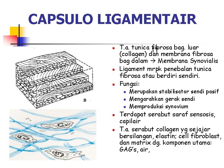 CAPSULO LIGAMENTAIR n n n T. a. tunica fibrosa bag. luar (collagen) dan membrana