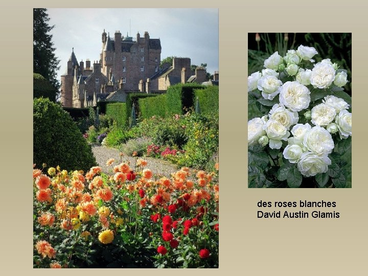 des roses blanches David Austin Glamis 