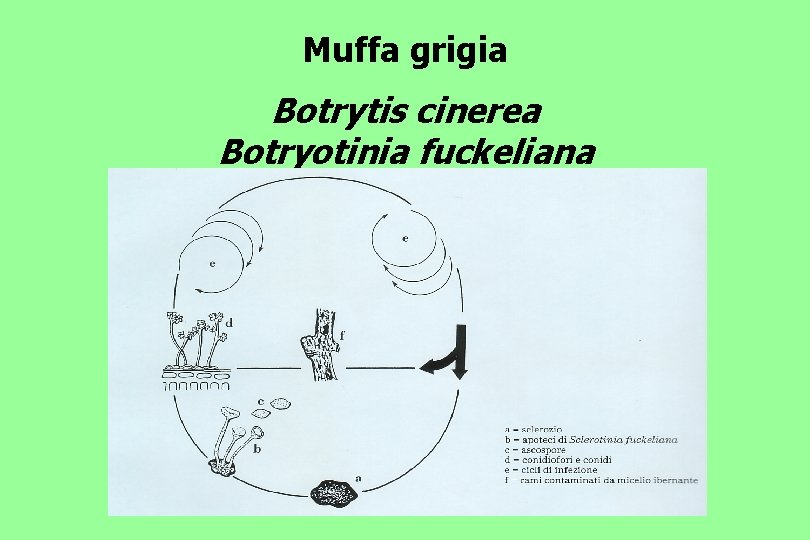 Muffa grigia Botrytis cinerea Botryotinia fuckeliana 