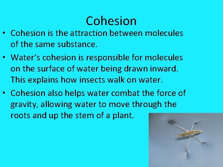 Cohesion • Cohesion is the attraction between molecules of the same substance. • Water’s