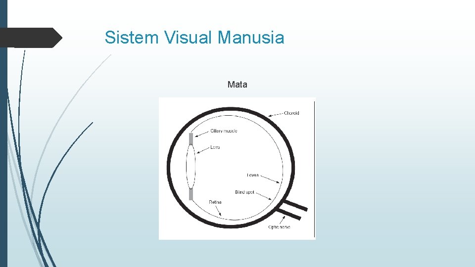 Sistem Visual Manusia Mata 