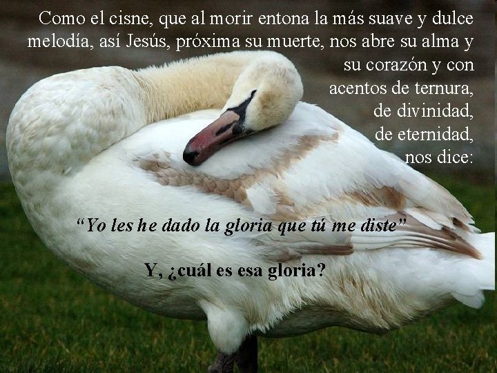 Como el cisne, que al morir entona la más suave y dulce melodía, así