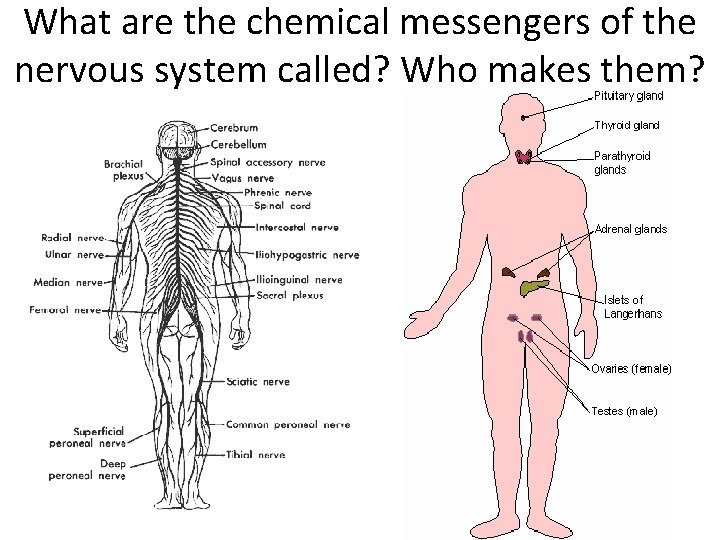 What are the chemical messengers of the nervous system called? Who makes them? 