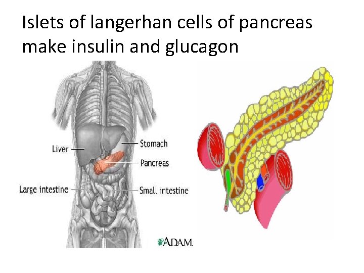 Islets of langerhan cells of pancreas make insulin and glucagon 