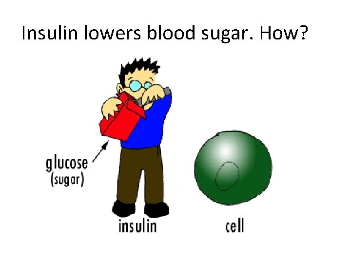 Insulin lowers blood sugar. How? 