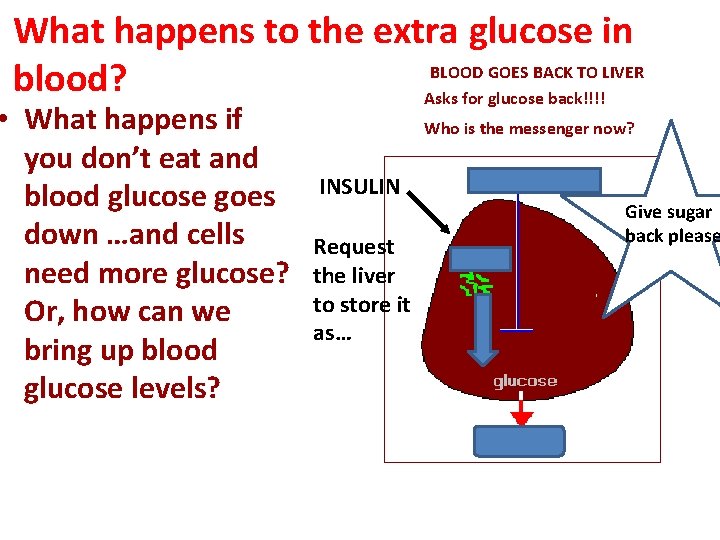 What happens to the extra glucose in BLOOD GOES BACK TO LIVER blood? Asks