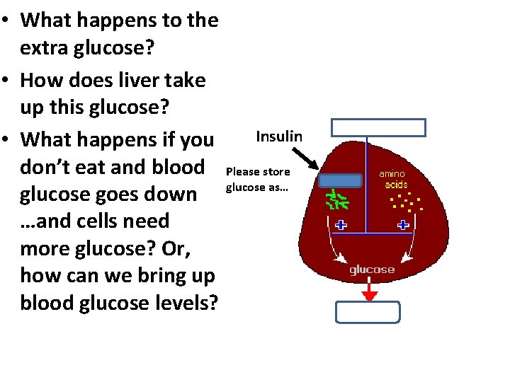  • What happens to the extra glucose? • How does liver take up
