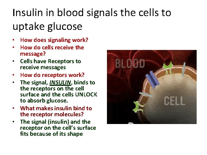 Insulin in blood signals the cells to uptake glucose • How does signaling work?