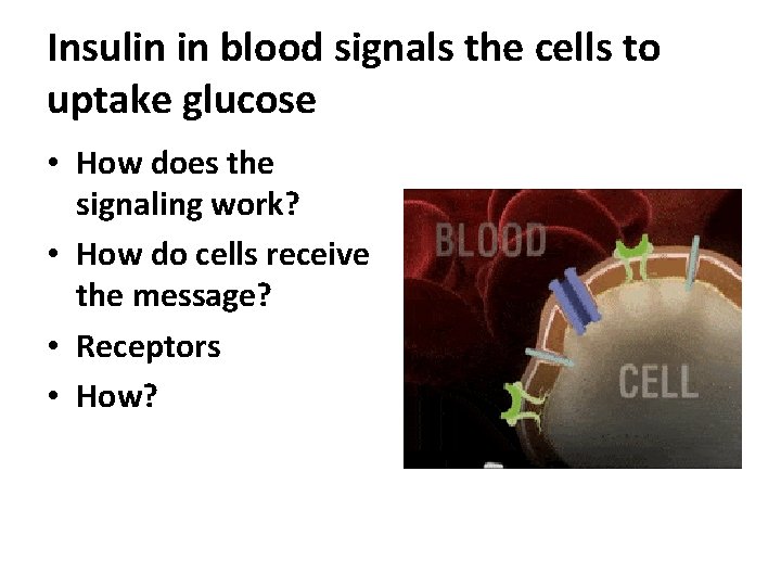 Insulin in blood signals the cells to uptake glucose • How does the signaling