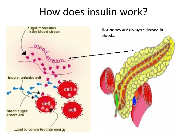 How does insulin work? Hormones are always released in blood… 