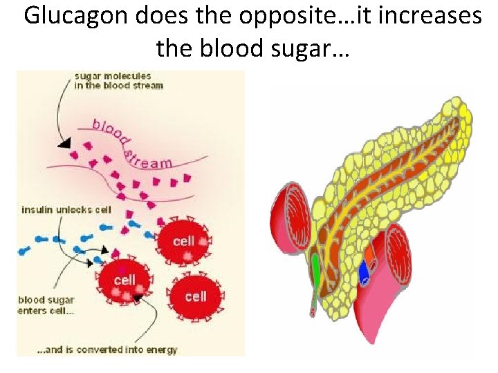 Glucagon does the opposite…it increases the blood sugar… 