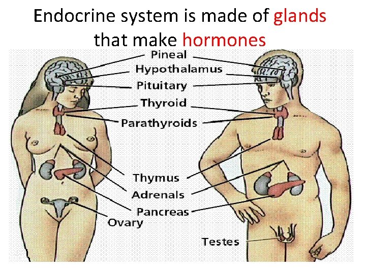 Endocrine system is made of glands that make hormones 