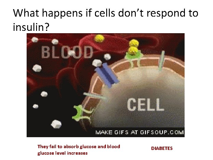 What happens if cells don’t respond to insulin? They fail to absorb glucose and