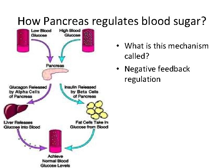 How Pancreas regulates blood sugar? • What is this mechanism called? • Negative feedback