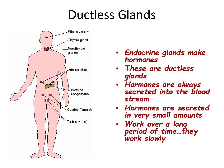 Ductless Glands • Endocrine glands make hormones • These are ductless glands • Hormones