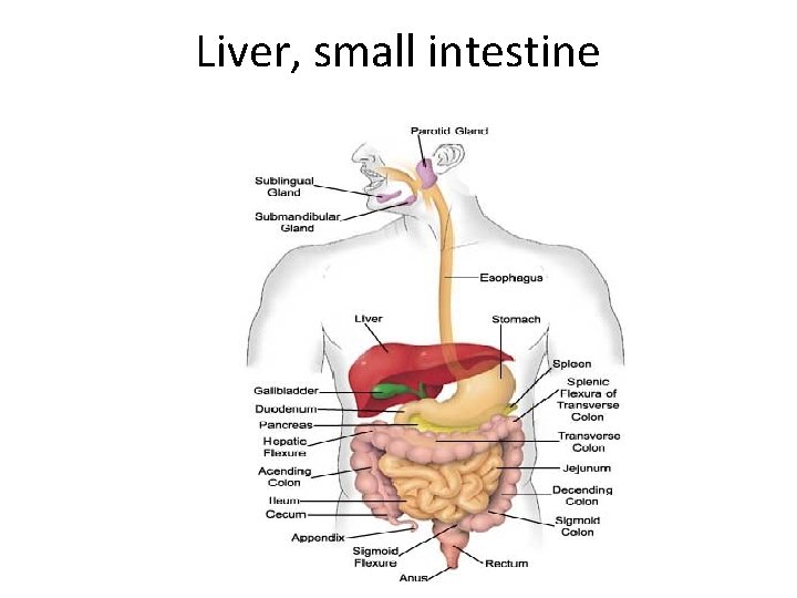 Liver, small intestine 