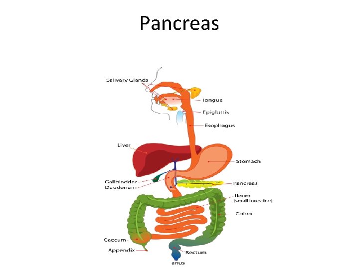 Pancreas 