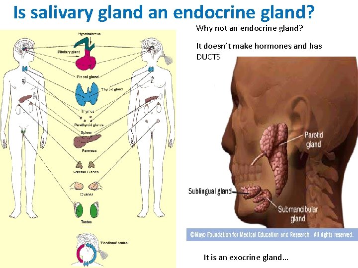 Is salivary gland an endocrine gland? Why not an endocrine gland? It doesn’t make