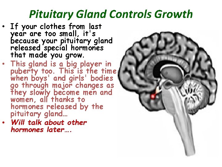 Pituitary Gland Controls Growth • If your clothes from last year are too small,