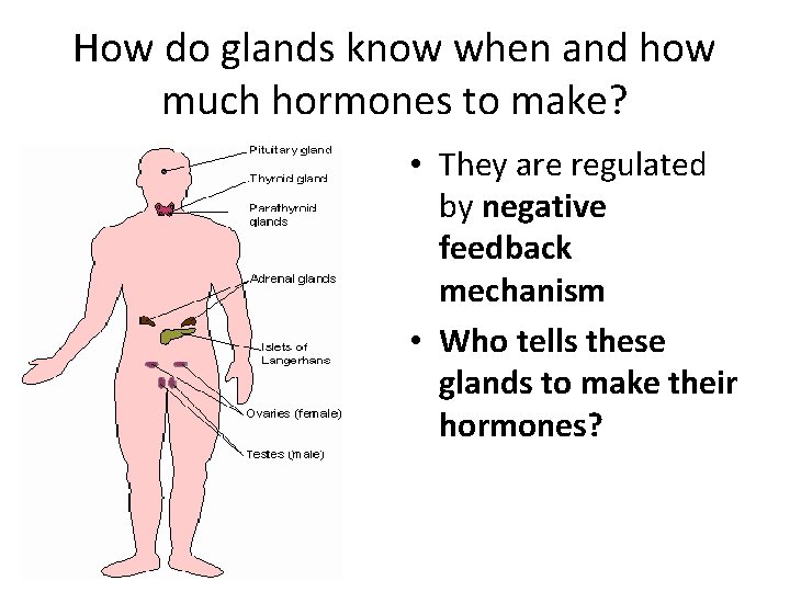 How do glands know when and how much hormones to make? • They are