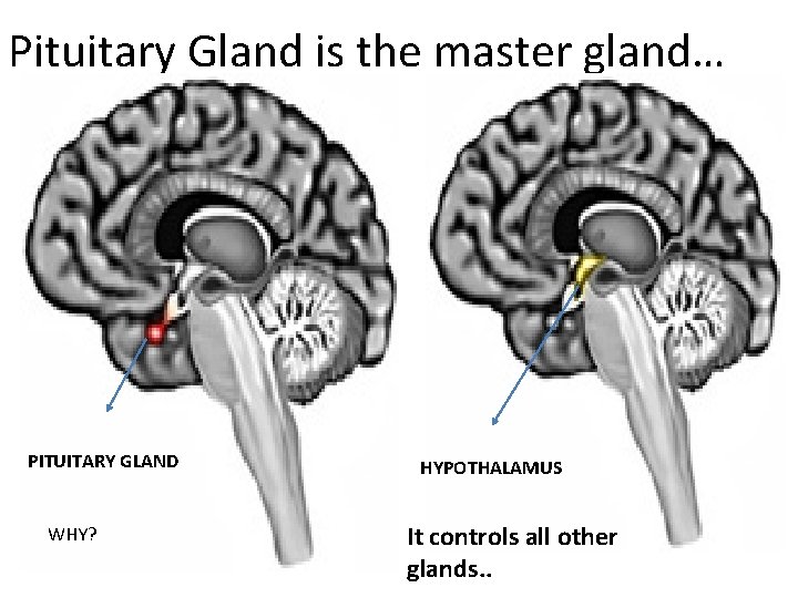 Pituitary Gland is the master gland… PITUITARY GLAND WHY? HYPOTHALAMUS It controls all other