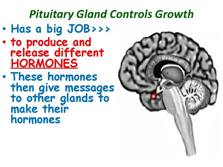 Pituitary Gland Controls Growth • Has a big JOB>>> • to produce and release