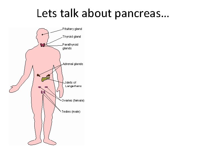 Lets talk about pancreas… 