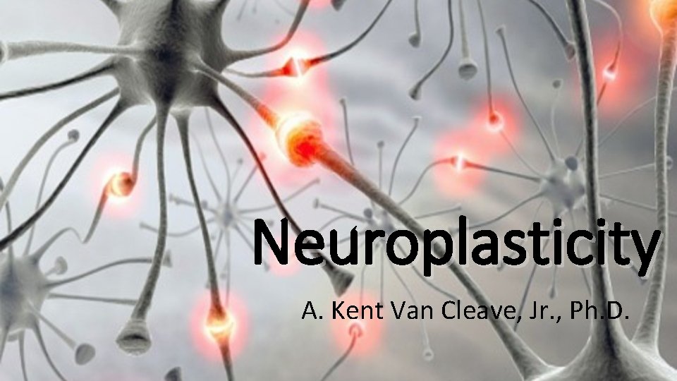 Neuroplasticity A. Kent Van Cleave, Jr. , Ph. D. 