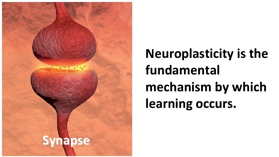 Neuroplasticity is the fundamental mechanism by which learning occurs. Synapse 