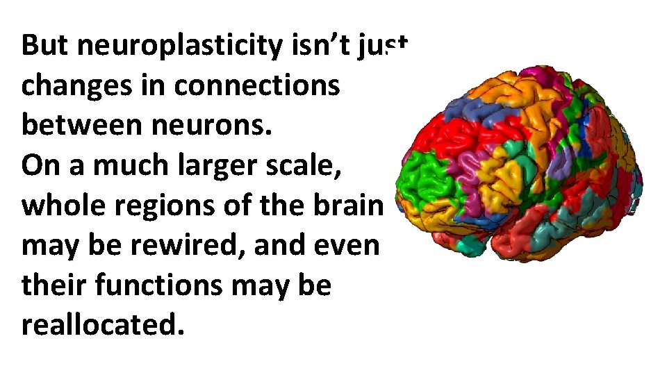But neuroplasticity isn’t just changes in connections between neurons. On a much larger scale,